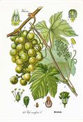 Vitis vinifera